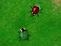 Beetle Wars to play online