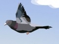 Funny bird to play online