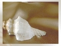 Sea shell to play online