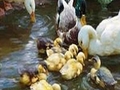 Duck family to play online