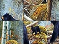 Bears near the lake to play online