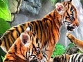 Funny tigers to play online