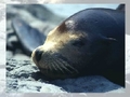 Sea lion to play online