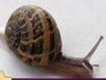 Snail: Puzzle to play online