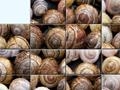 Puzzle with snails to play online