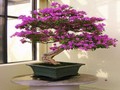 Bougainvillea puzzle to play online