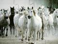 White Horse Jigsaw to play online